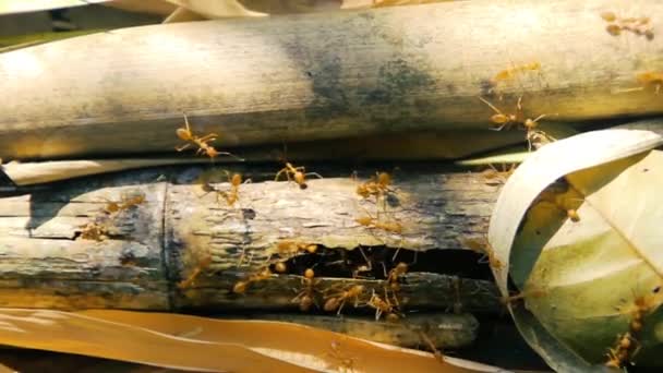 Formigas em um bosque de bambu — Vídeo de Stock