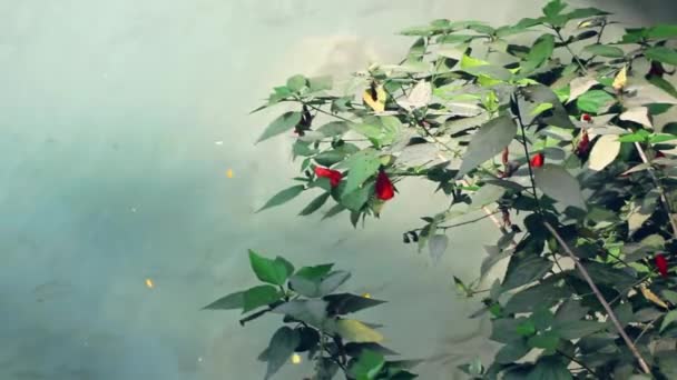 Escuela de peces pequeños se alimenta de insectos — Vídeo de stock