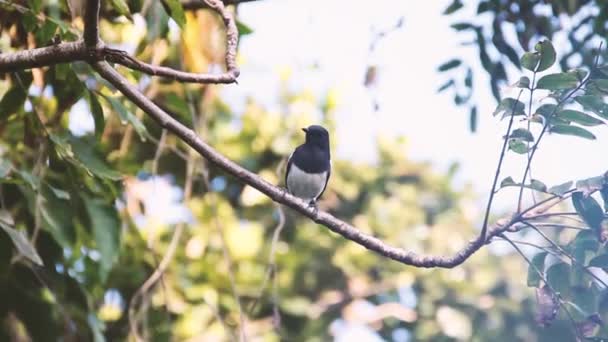 Oriental Magpie-Robin — Stock Video
