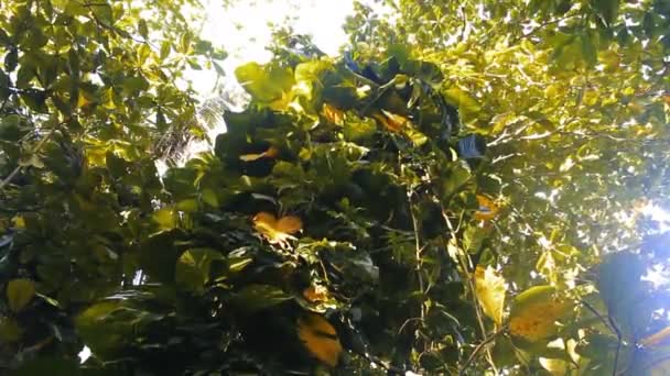 Evergreen shrubs and liana — Stock Video