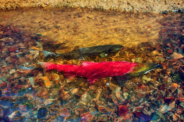 Salmon Running Blueback Oncorhynchus Nerka Male Shallow Watercourse Life Force — Stock Photo, Image