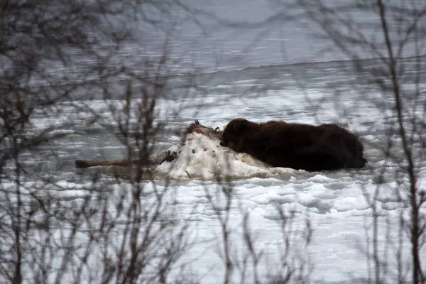 冬眠から覚め その後 湖の氷の上に若いエルクを殺し 彼の殺しを守る枕捕食者として死体の上で食べ ユニークな画像 — ストック写真