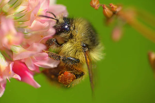 Bumblebees Macro Flowers Fly Nectar — Stock Photo, Image