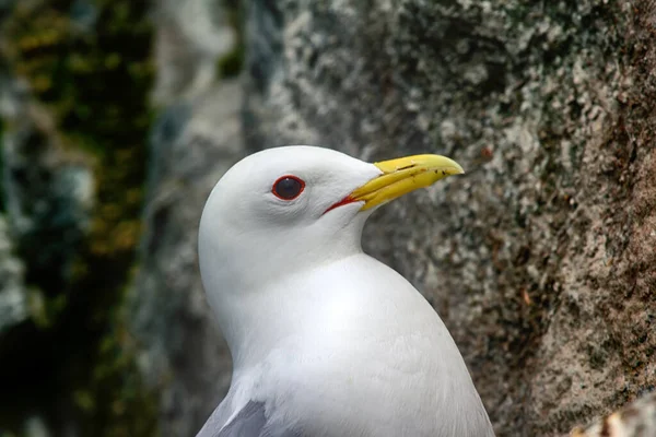Une Des Colonies Les Septentrionales Oiseaux Mer Sur Terre Franz — Photo