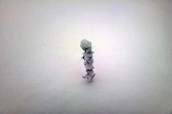雪地里的植物一场雪后的冬天 大自然的简单美丽 — 图库照片