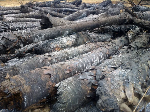 Conflagración Selva Tropical Fuego Dejó Troncos Carbonizados Palmeras —  Fotos de Stock
