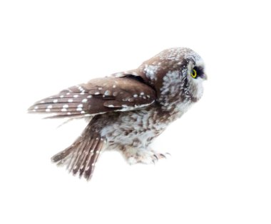 Beyaz arka planda Tengmalm baykuşu (Aegolius funereus). Yumuşak tüylü büyük başlı baykuş (sessiz uçuş). Yan görünüm