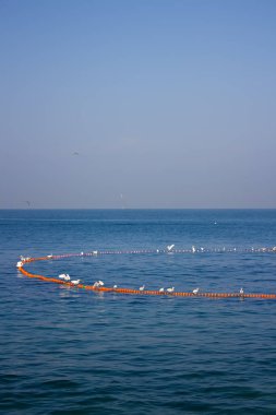 Simbiyotik ilişki: Küçük balıkçıl (Egretta garzetta) ve Hint balıkçıları arasındaki etkileşim 2 balıkçıl Seine 'deki balıkları serbest bırakmaz ve besin elde etmezler..