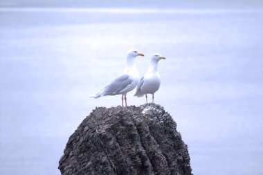 Bir çift glaucous martı (belediye başkanı, Larus hyperboreus) şeytanın parmağının tepesinde. Kuzey Kutbu. Kara denizi