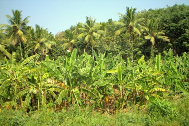 Hindistan cevizi palmiyesi 1 iyi korunmuş. Göz bahçesinden memnun oldum. Geçen arabanın görüntüsü