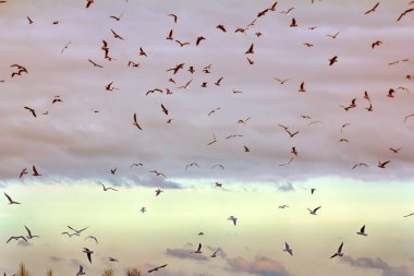 Fırsatlar ve uçmanın güzelliği. Birçok yüzen ve süzülen martı. Siyah başlı martı (Larus ridibundus). Gün batımından önce gökyüzü