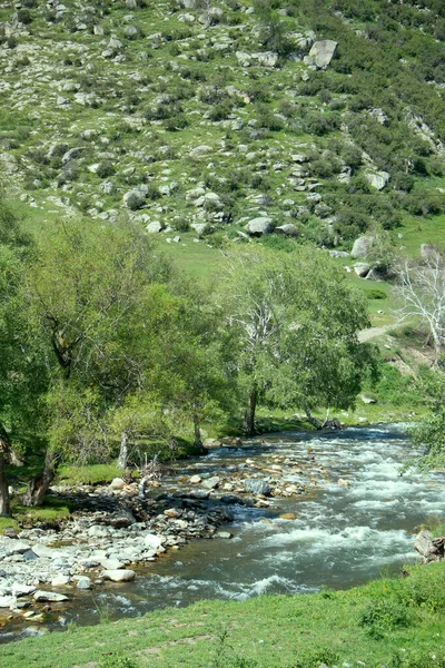 계곡의 강입니다 범람원의 포플러 알타이 — 스톡 사진