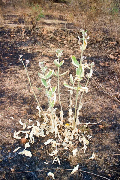 Verbrand Met Vuurgrond Het Wild Droge Planten Een Zwarte Ondergrond — Stockfoto