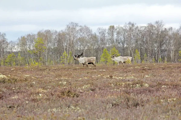 Evropští Sobi Rangifer Tarandus Jaře Býci Vysoké Bažiny Lapland — Stock fotografie