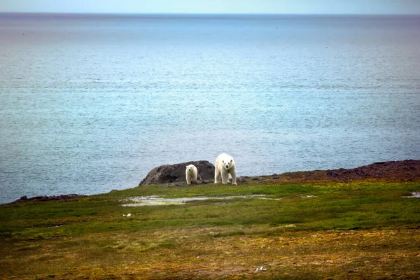 Polar Bears Franz Joseph Land Hembra Con Divertido Cachorro Regordete —  Fotos de Stock