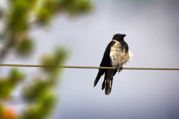 Perezoso Cuervo Encapuchado Alambre Eléctrico Desnudo Plumaje Después Del Sueño — Foto de Stock