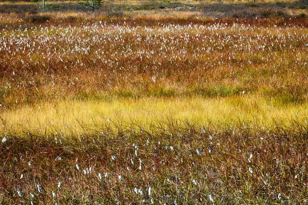 Herbstmoor Der Taiga Baumwollgras Eriophorum Skandinavien Lappland — Stockfoto