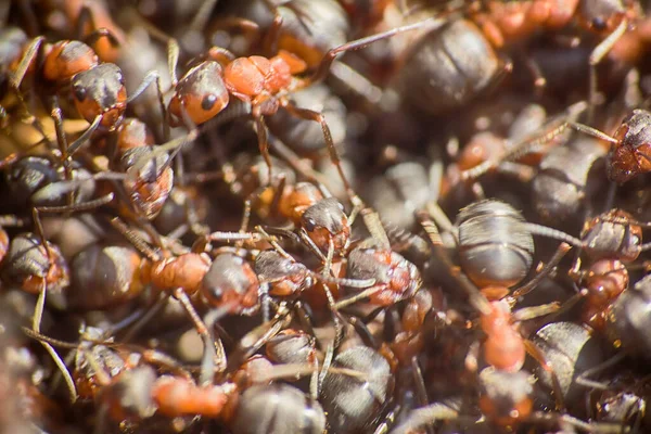 アリがアントシルに移動マルコ多くの昆虫の背景 — ストック写真