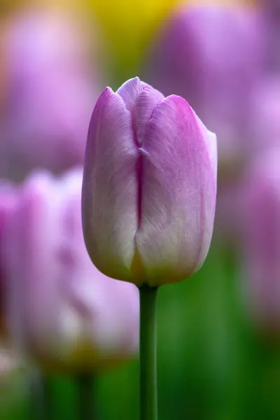 Close Colourful Variety Flowers Beauty Summer Day Tulips Innuendo — Stock Photo, Image
