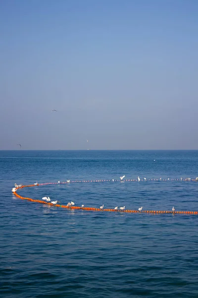 Rapporto Simbiotico Interazione Garzetta Pescatori Indiani Garzette Non Liberano Pesce — Foto Stock
