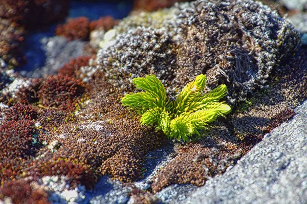 岩や珍しい特定の植物のサイト 低カメラ位置 — ストック写真