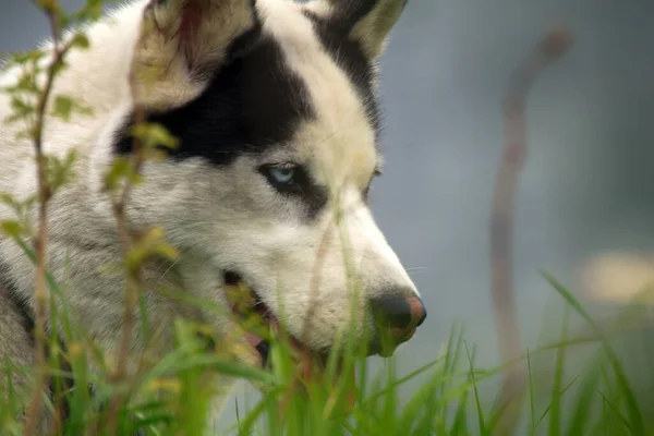 Pet Dog Husky Countryside Summer Portrait Closeup — Stock Photo, Image