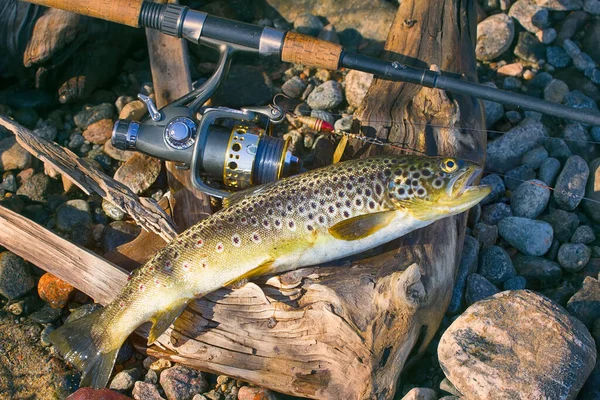 Good Trophy Caught Spinning Brown Trout Salmo Trutta Fario Water — Stock Photo, Image