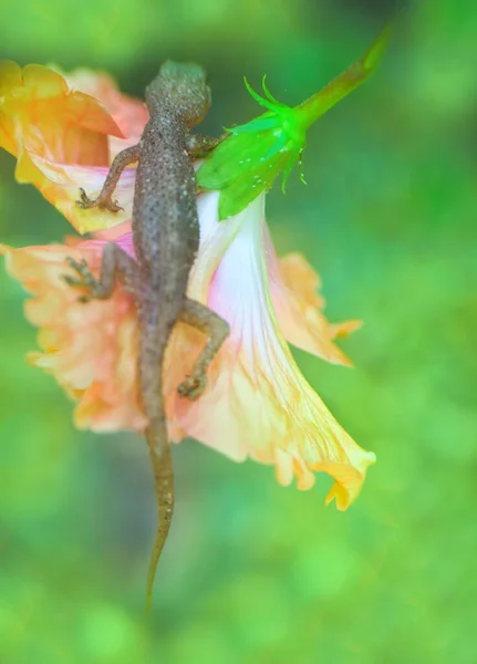 Tropical House Gecko Sur Fleur Rouge Comme Cap Chèvrefeuille Inde — Photo