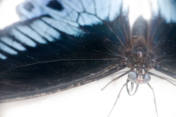 Głowa Nogi Ssanie Sonoscis Ogromne Złożone Oczy Jaskółka Motyla Papilio — Zdjęcie stockowe