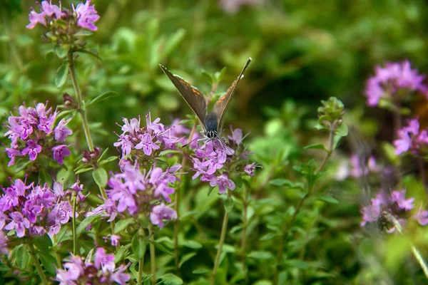 Mariposa Naranja Las Flores Verano Fondo Cálido Verano Con Insecto — Foto de Stock