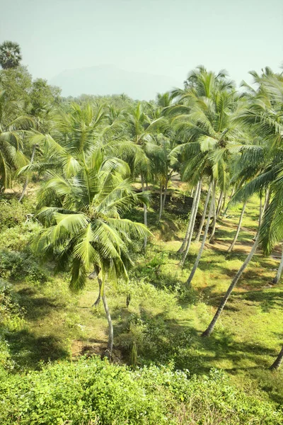 Välskötta Plantager Kokospalmer Nöjet Min Sida Utsikt Från Passerande Bil — Stockfoto