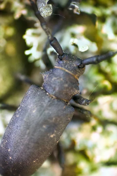 Longhorn Kever Kruipend Eik Sterke Kever Ruwe Schors — Stockfoto