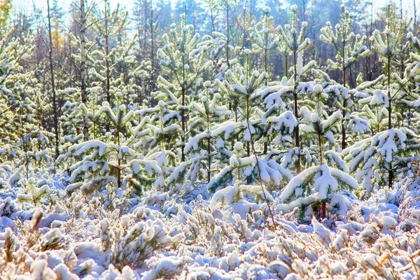 Heller Winter Sonniger Wald Mit Schnee Und Tannen Früher Schnee — Stockfoto