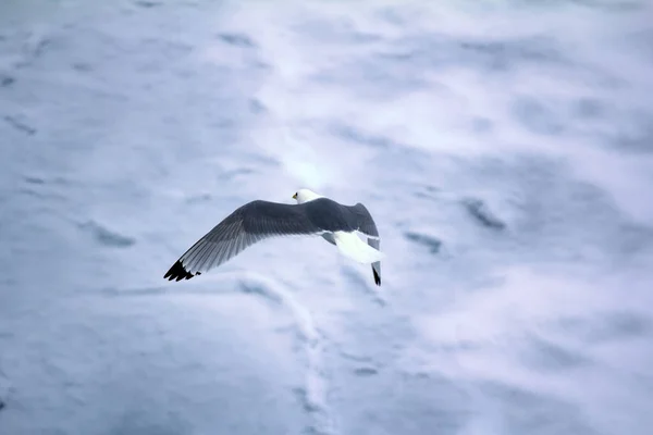 Kittiwakes Rissa Tridactyla Один Небагатьох Видів Птахів Які Летять Північний — стокове фото