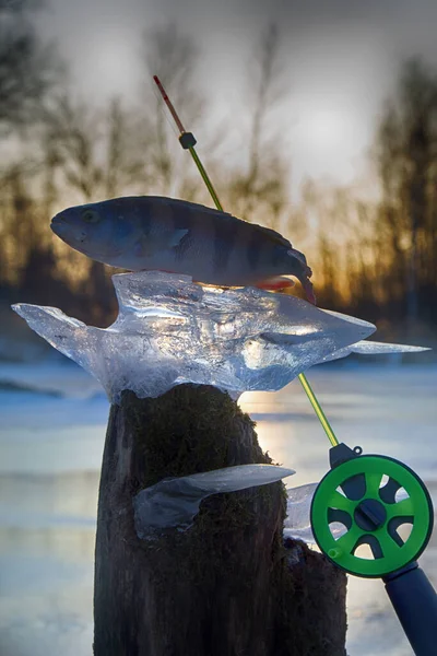 겨울에 얼음에서 서식하기 활동적 얼어붙은 물위에서 어획물을 — 스톡 사진