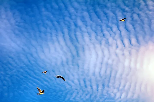 Mnoho Létajících Ptáků Zatímco Modrá Obloha Těší Ohromující Fleece Mrak — Stock fotografie