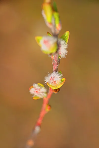 Neue Frühjahrssaison Skandinavien Tonemapped — Stockfoto