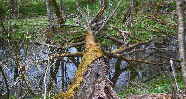 Nagyon Régi Park Centenáriumi Park Orosz Kastély Park Leállt Haldokló — Stock Fotó