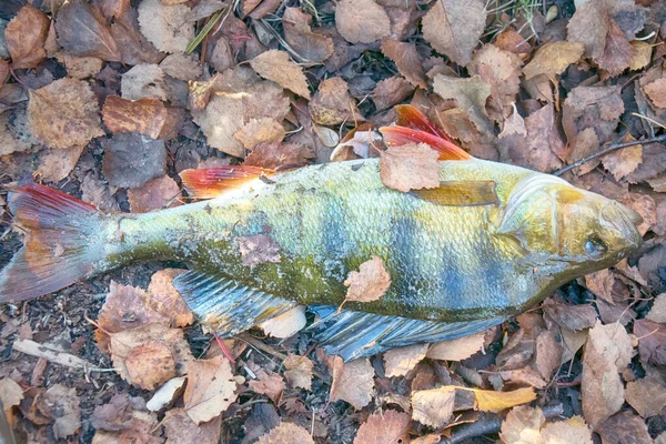 Podzimní Rybaření Jen Vody Velký Bidýlko — Stock fotografie