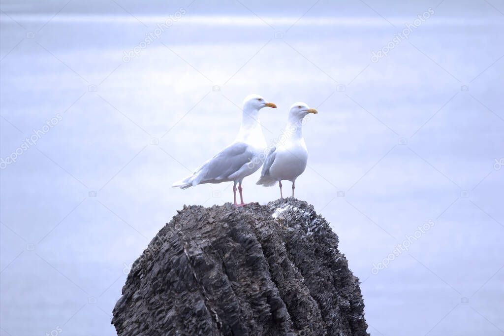 Pair of glaucous gulls (burgomaster, Larus hyperboreus) at top of devil's finger. Arctic. Kara sea