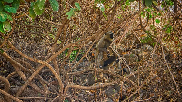 Soldats Volants Singe Dieu Hanuman Groupe Singes Entellus Langur Hanuman — Photo