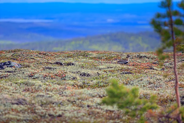 Goldregenpfeifer Pluvialis Apricaria Auf Den Weiten Der Tundra Lapplands Sichtbare — Stockfoto