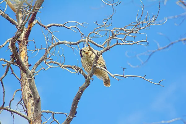 Coruja Sentado Galho Topo Árvore — Fotografia de Stock