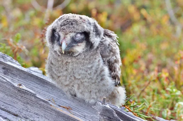 黄色の目で見る人を見てかわいいふわふわのフクロウ 肖像画 — ストック写真