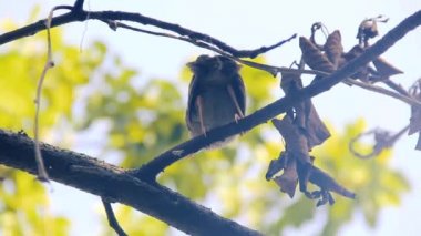 Babbler (Turdoides sp.)