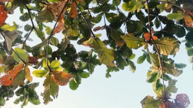 Ağaç yaprakları tırtıllarla delik deşik olur.