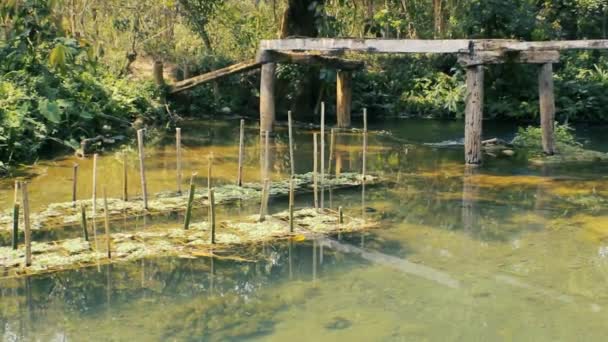 Acquicoltura macrofita in Laos — Video Stock