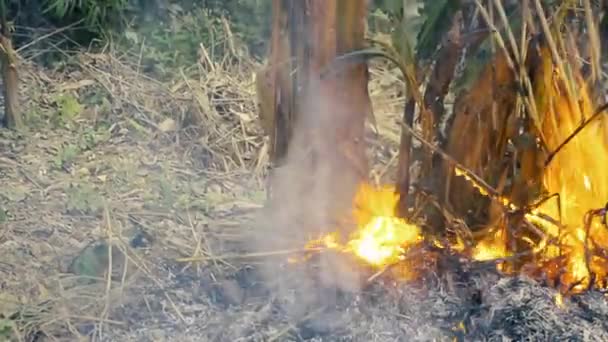 Farmers burn the fields in winter. Laos — Stock Video