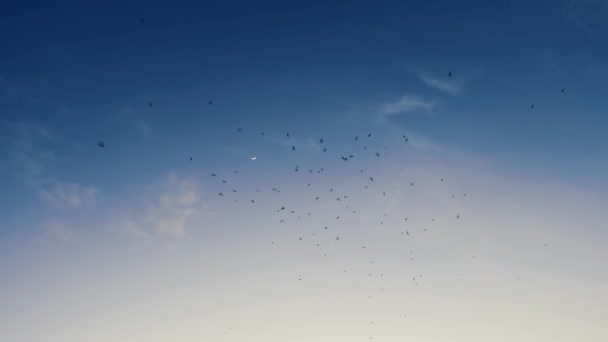 Gran rebaño de cuervos de la casa están dando vueltas — Vídeos de Stock