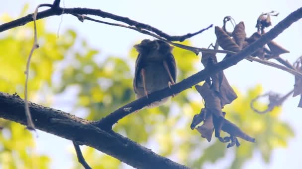 Babbler (Turdoides sp).) — 비디오